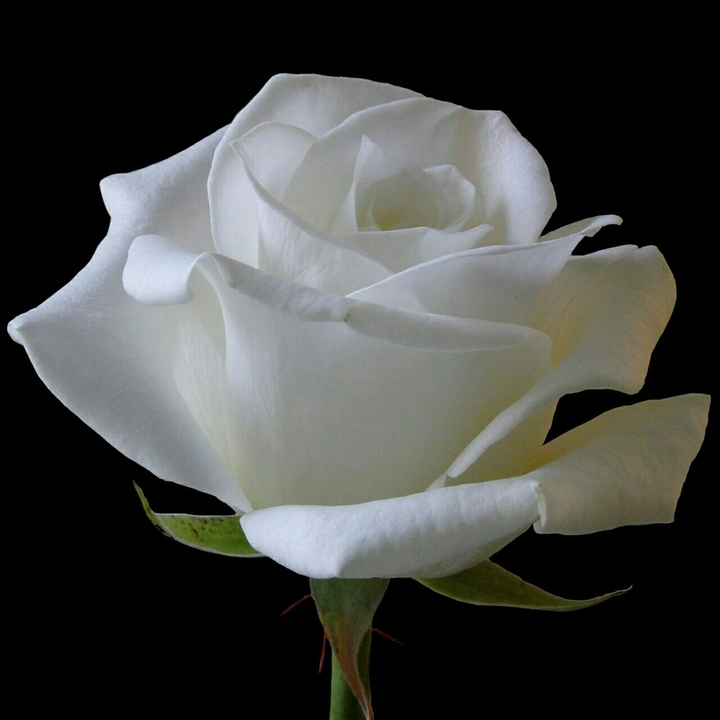 white rose