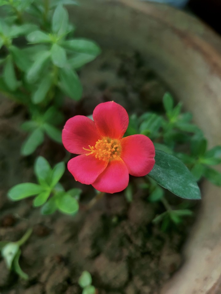 Red Flower
