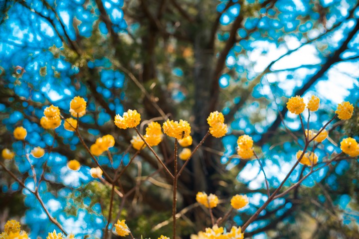 yellow