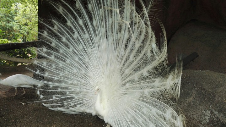 white peacock