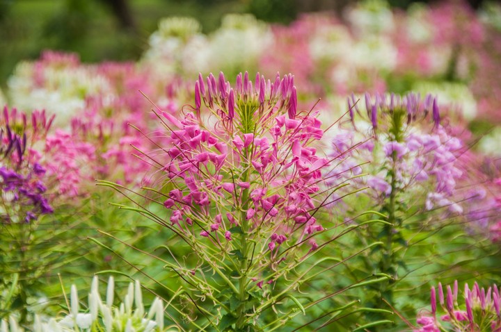 flower