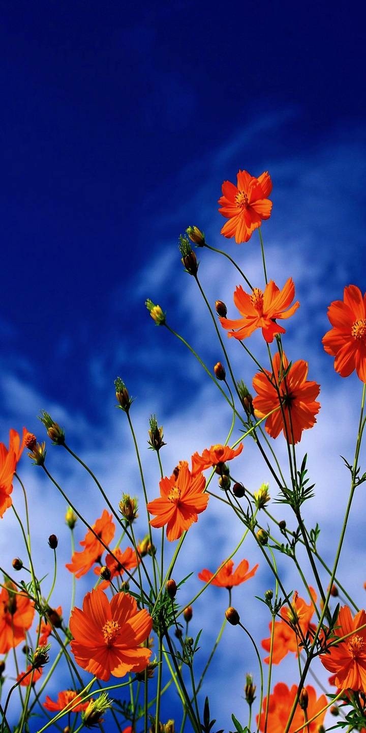Red Flowers