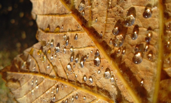 Drops of water on the leaf