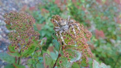 Spider in camoflage