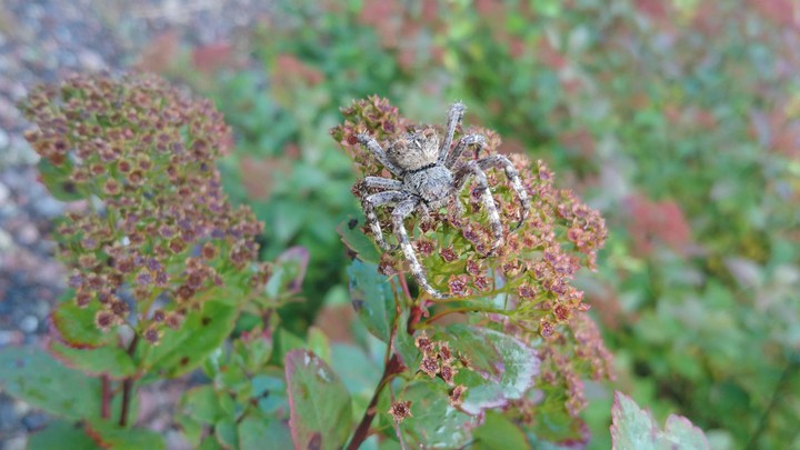 Spider in camoflage