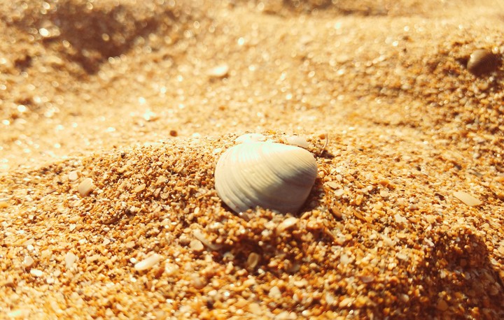 Shell & sand