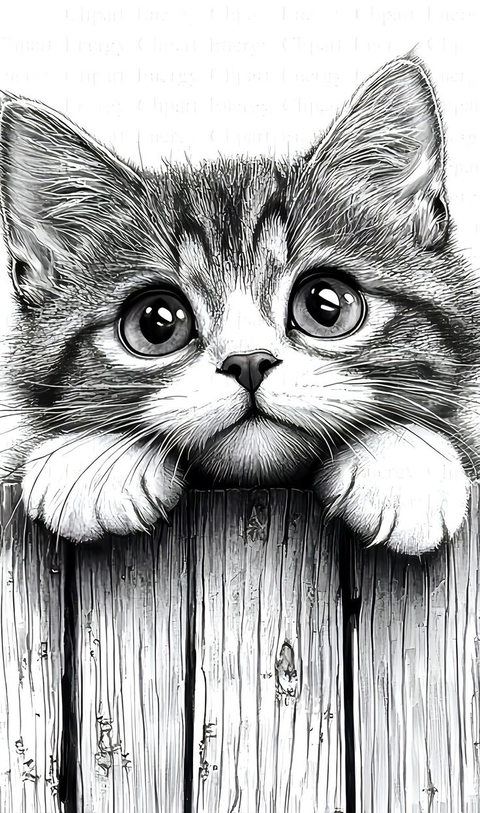 cat, White Hintergrundbilder