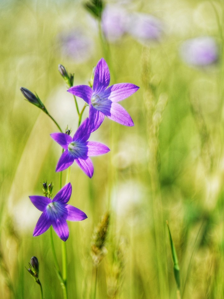 Wild flowers.