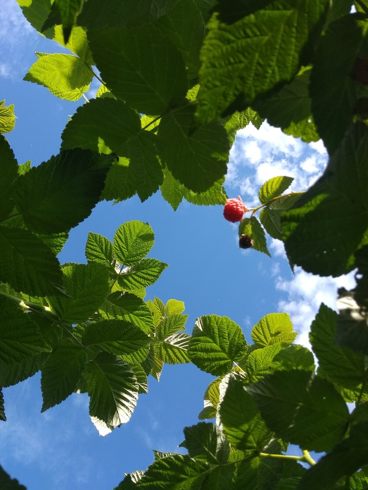 Raspberry