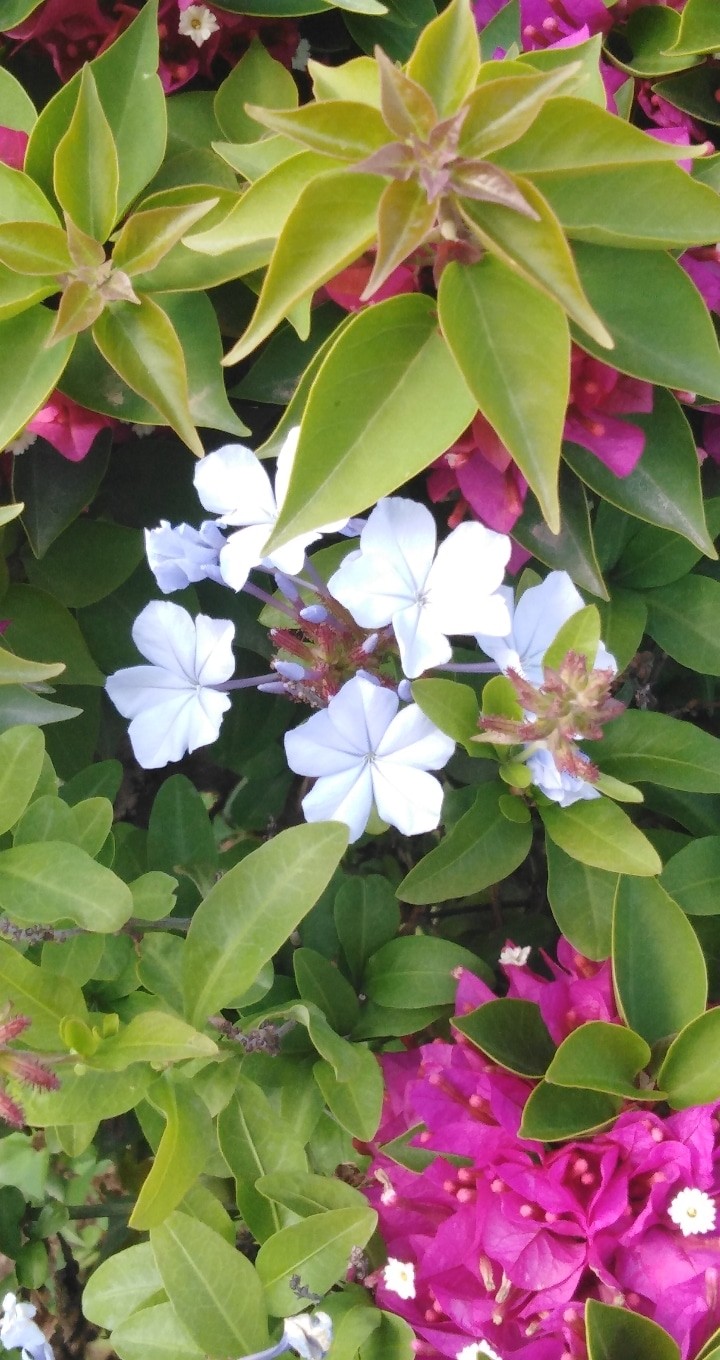 nature beauty