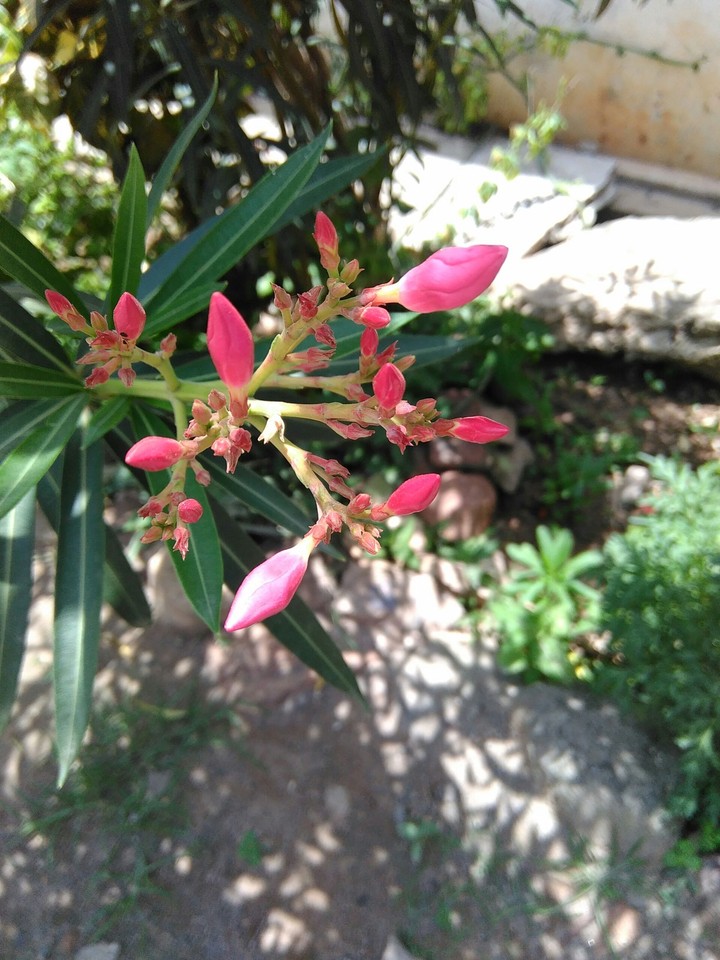 Beautiful flowers