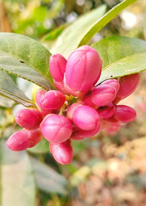 hình nền plant, magenta