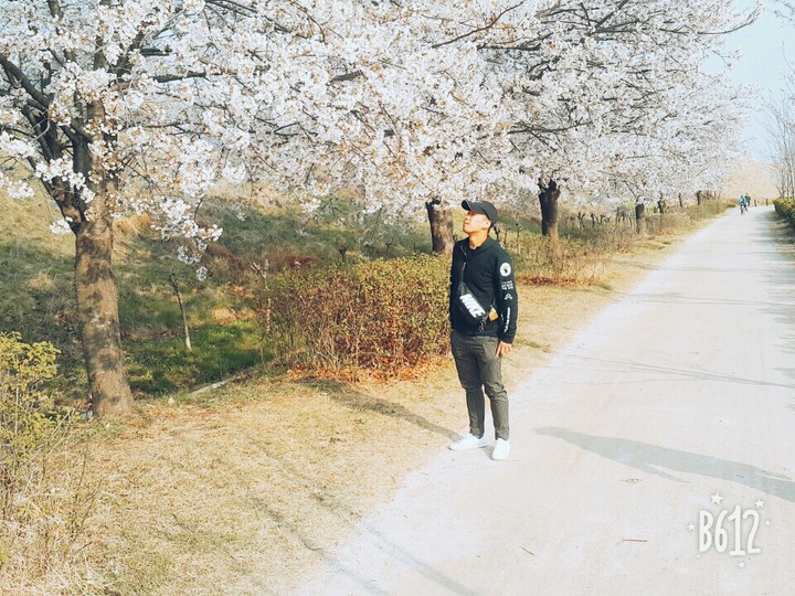 벚꽃♡