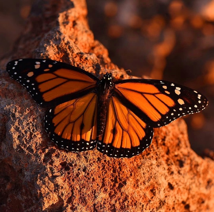 butterfly