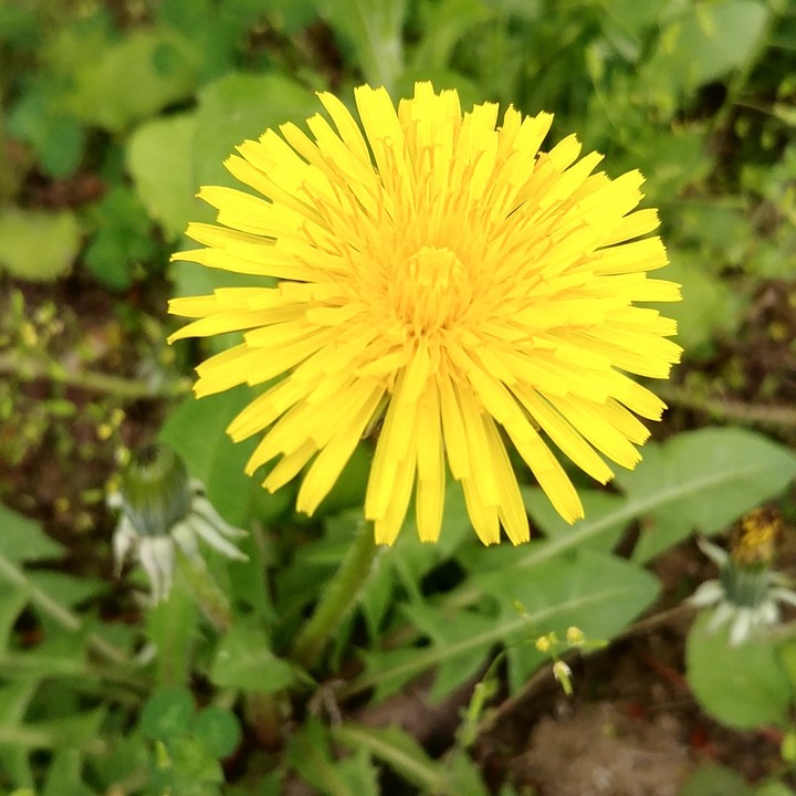 민들레
