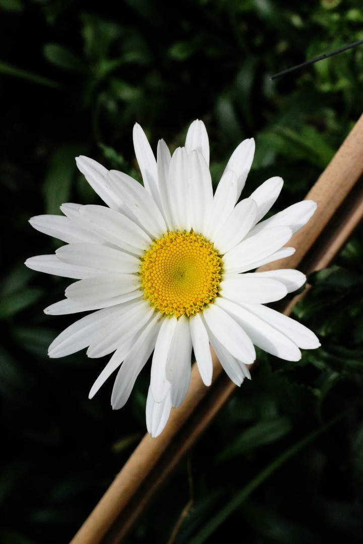 white flower