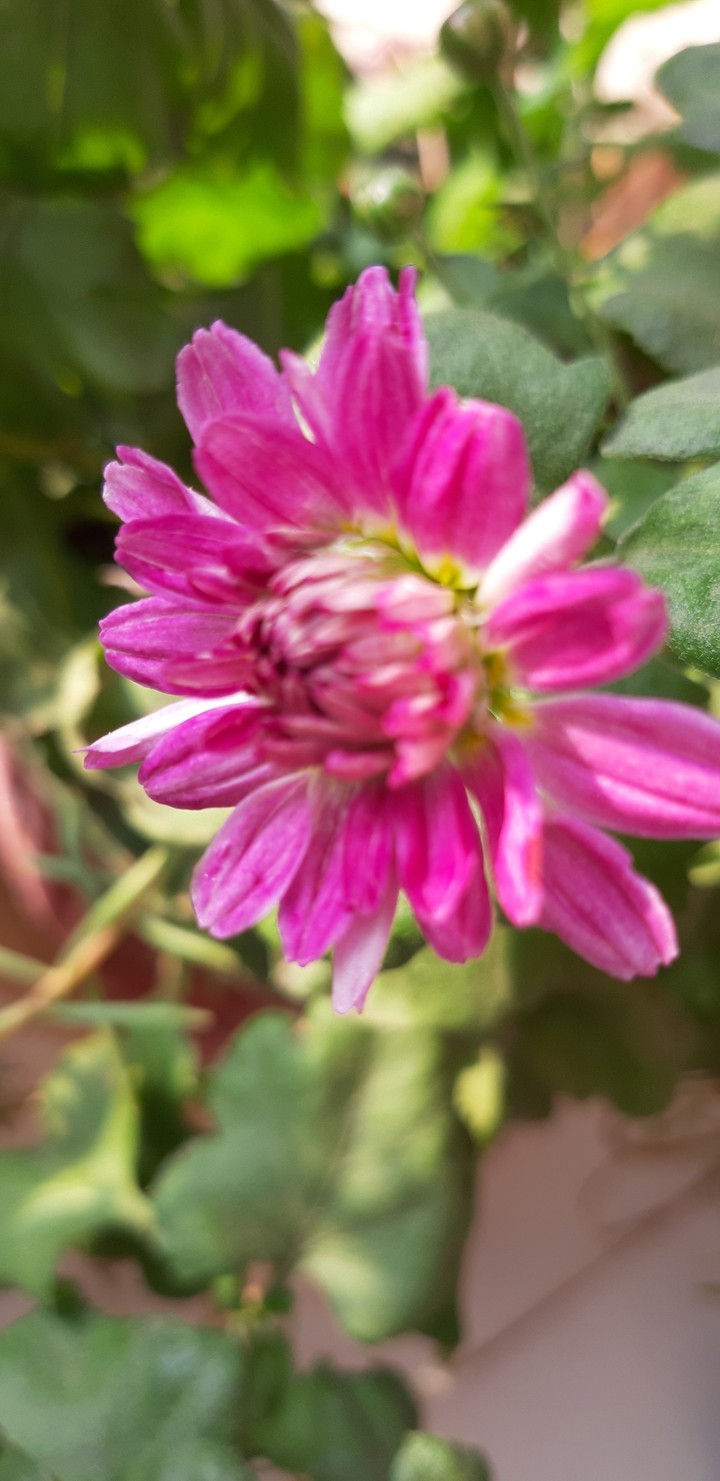 flowerlove
