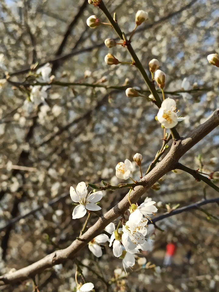 hello, spring???