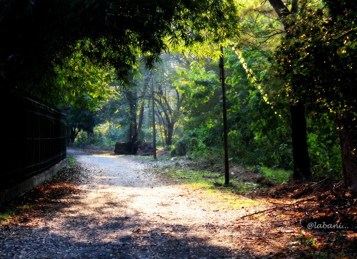 Lonely Road