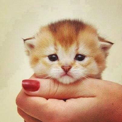 cute