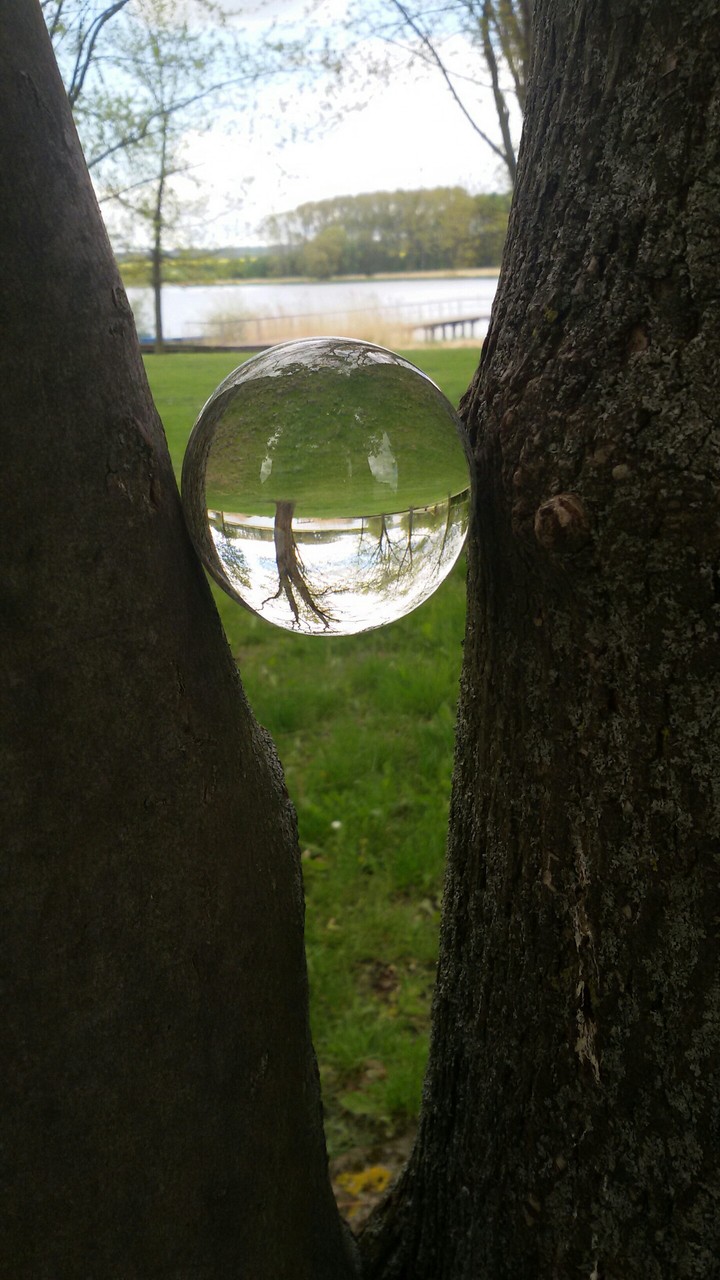 Baum