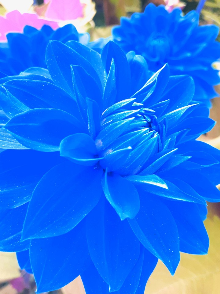 Blue flowers