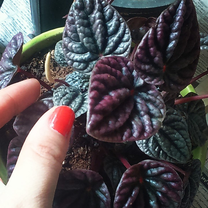 Purple Pepperia