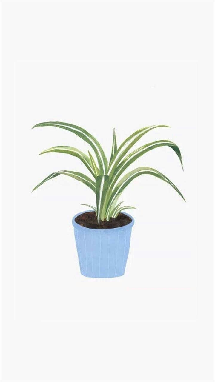 plant