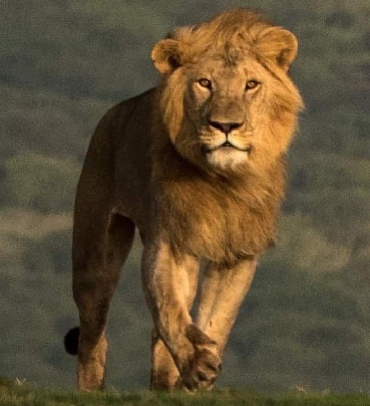 lion