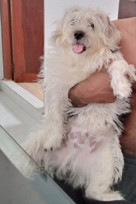 puppy