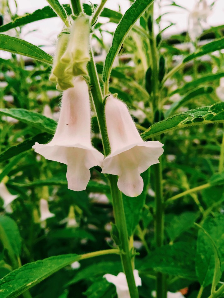 Sesame flowers