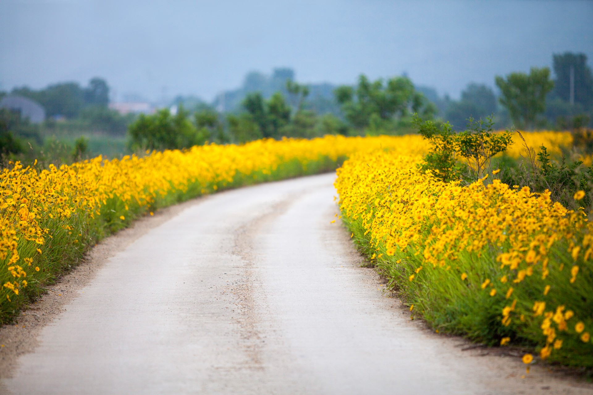 Yellow flower and road