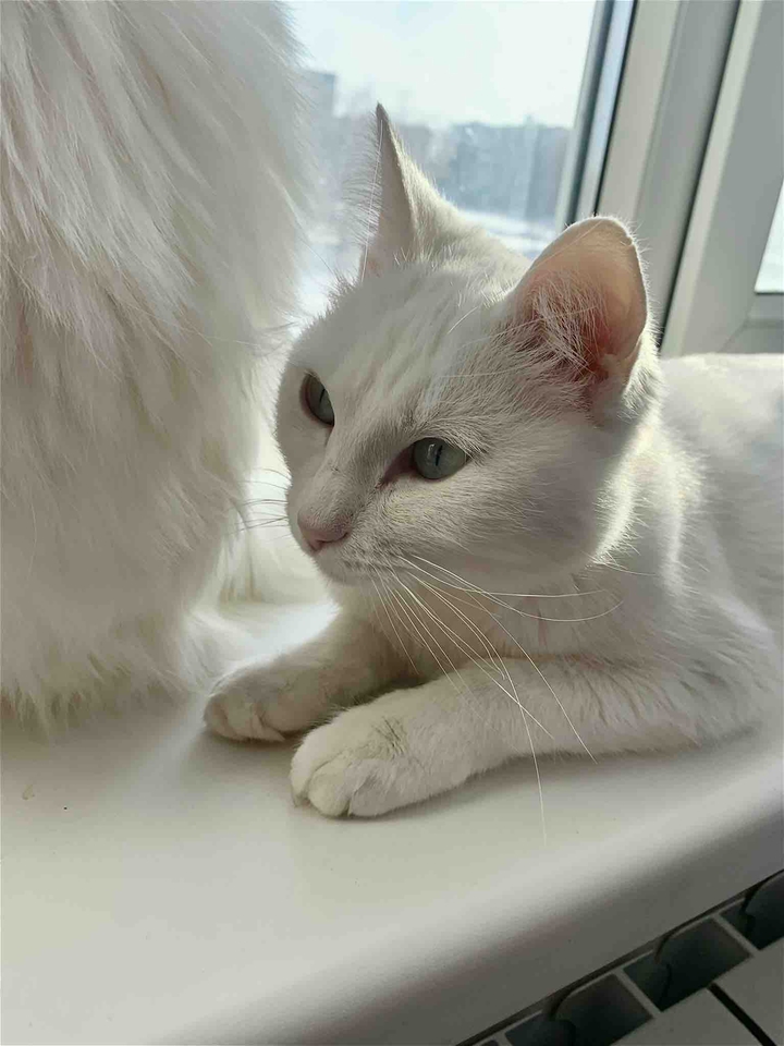 cat