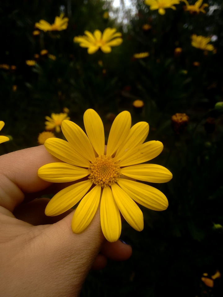 Flor amarilla