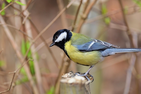 Tit, bird háttérképek