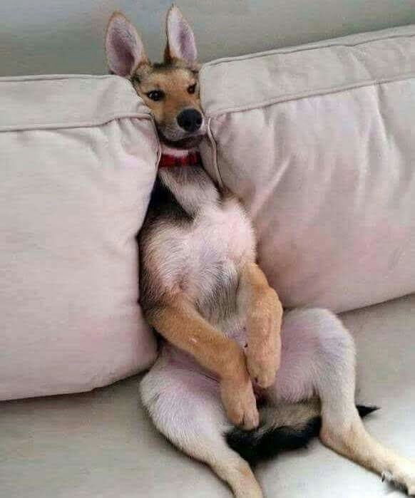 chien ou kangourou ?