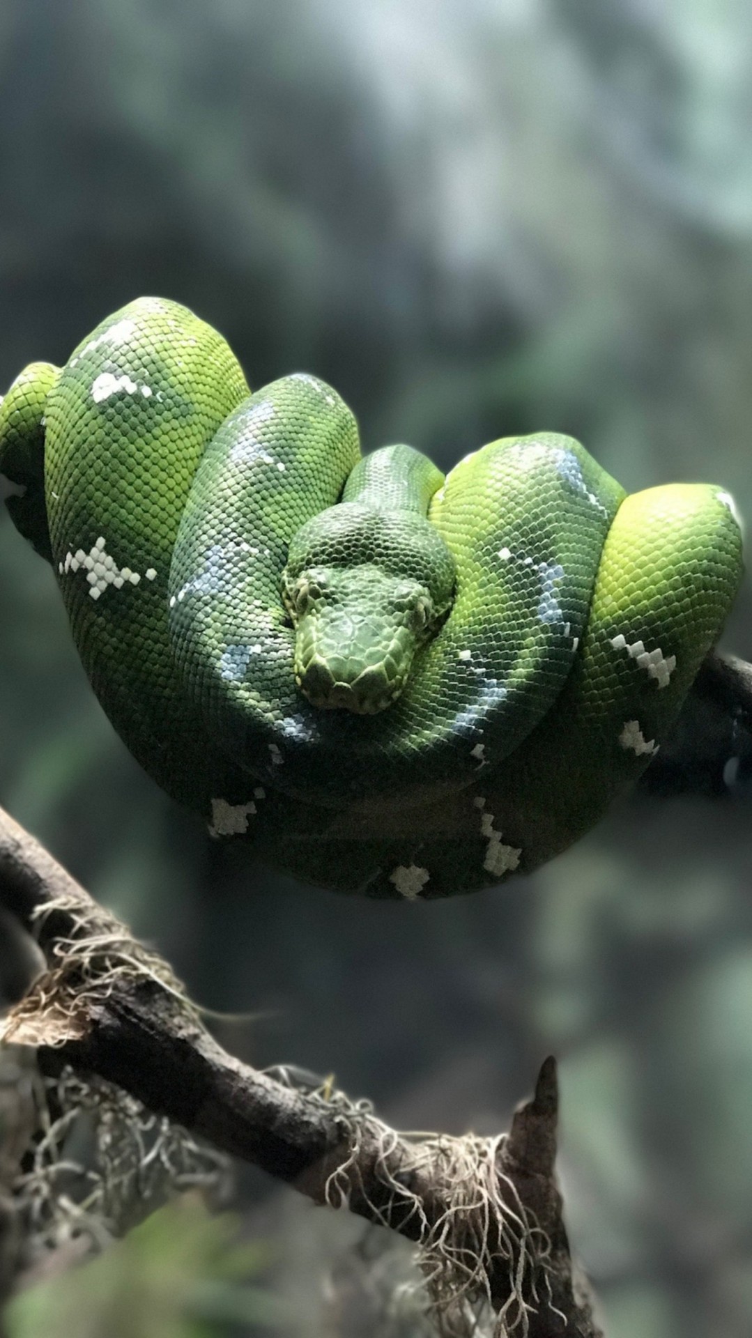 green mamba