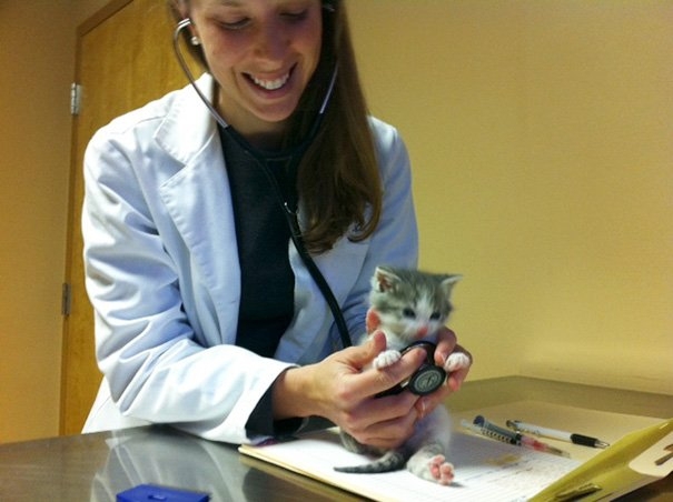 vet