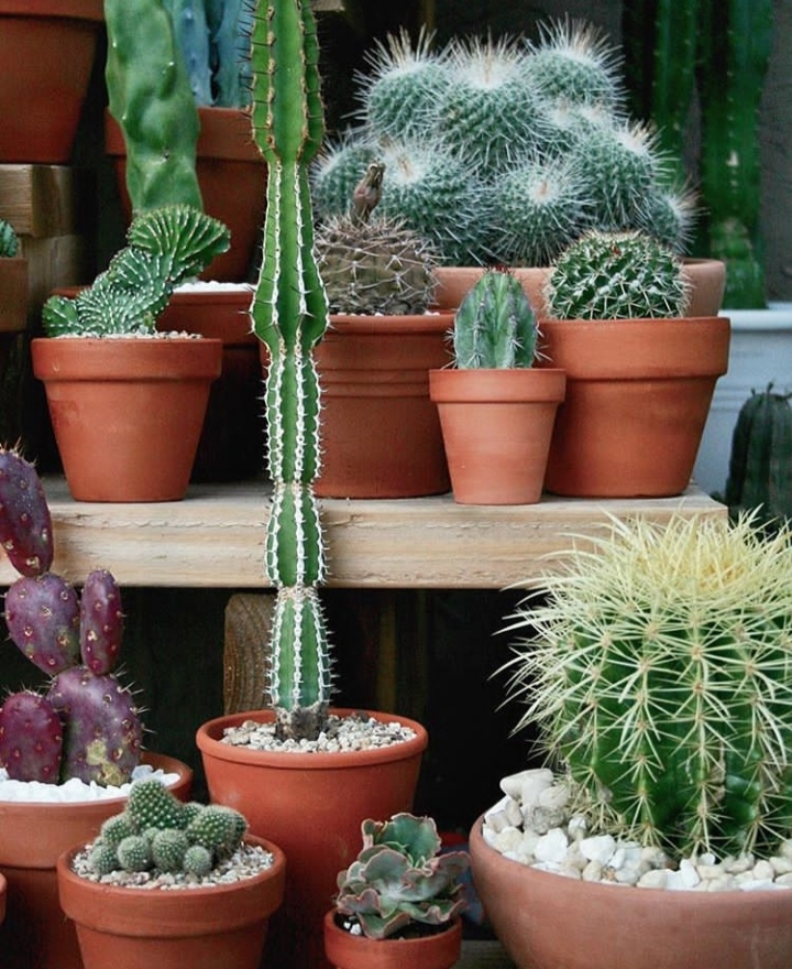 cactus