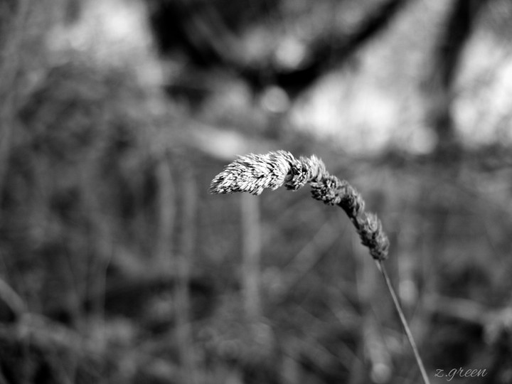 black & white
