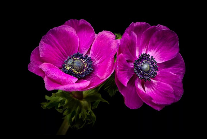 Anemone