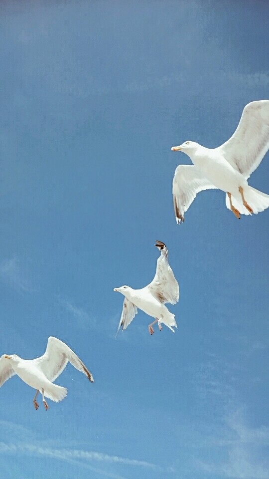 seagulls ❤