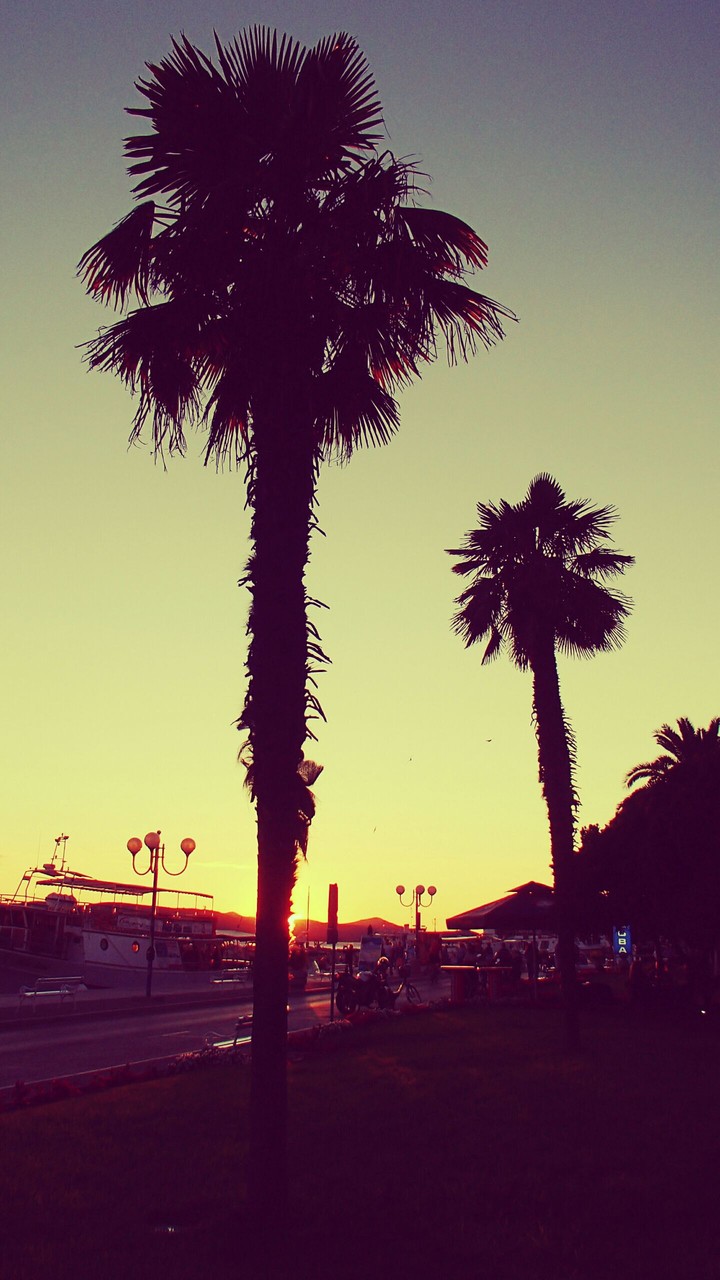 Palms, Croatia