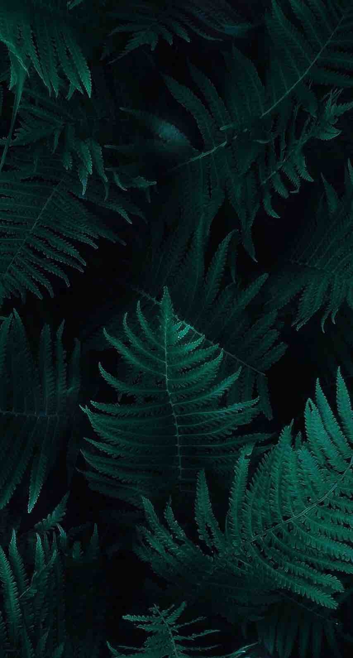 Fern