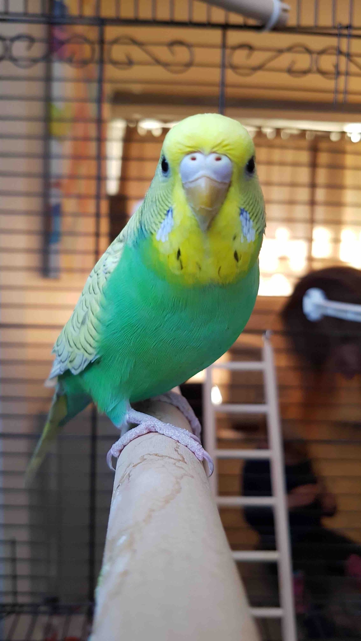 hi