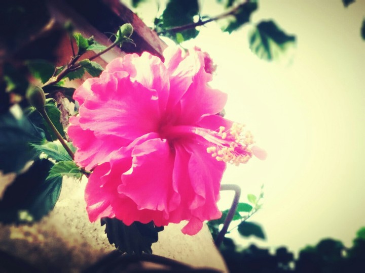 Flower wallpaper
