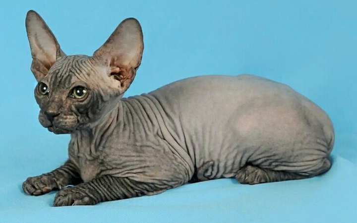 Котенок Сфинкса