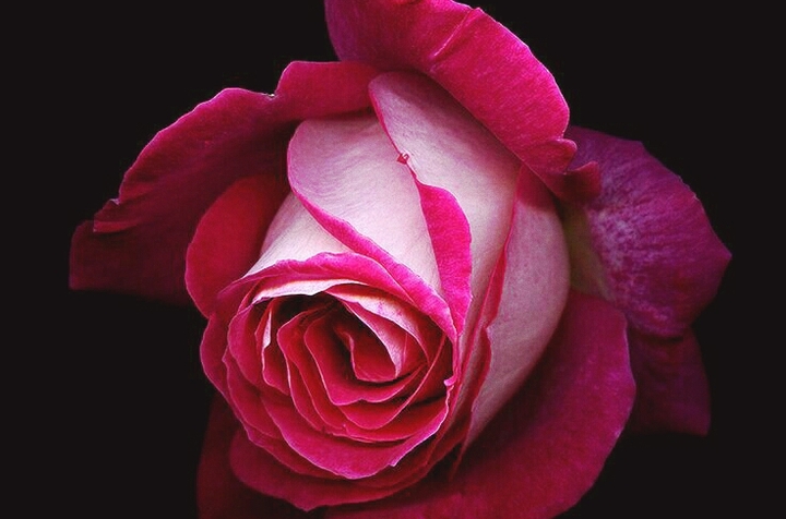 rose