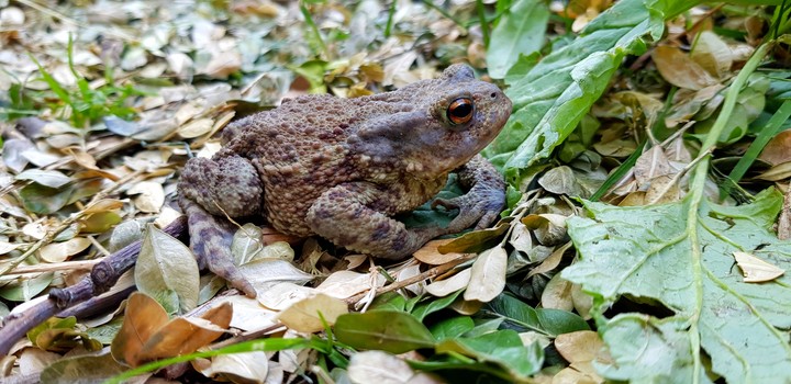 toad