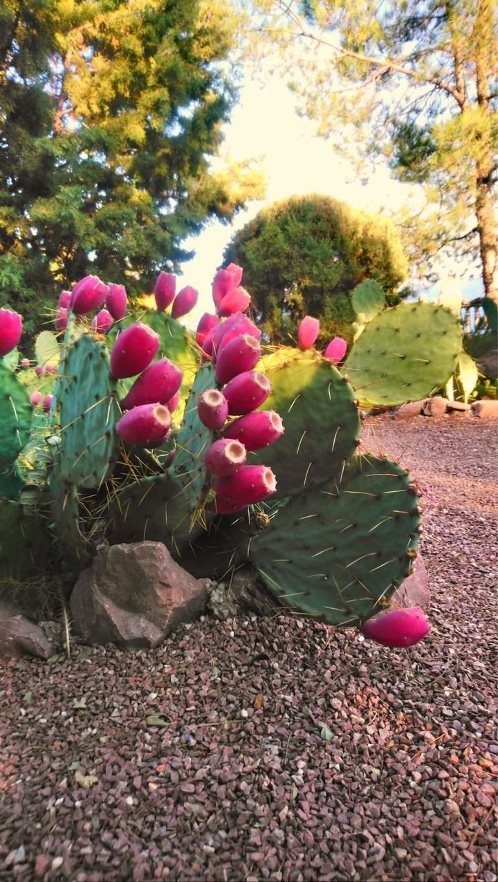 ? cactus